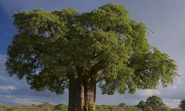Czego symbolem jest baobab?