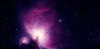 Od czego zacząć naukę szczeniaka?