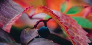 Czy winogrono to rodzynki?