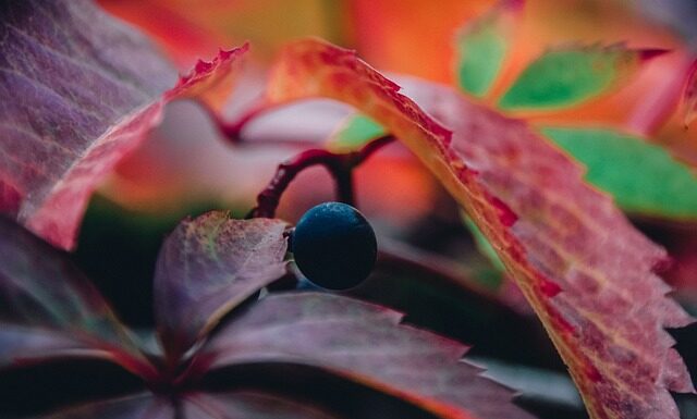 Czy winogrono to rodzynki?