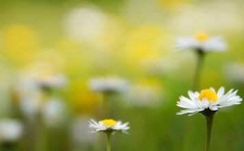 Jak długo świecić na start akwarium? Jak długo świecić na start akwarium?