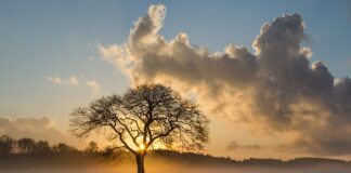 Ile lat ma dąb Bartek?