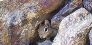 W jakim miejscu legowisko dla psa?