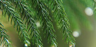 Ile kropli aromatu do sernika?