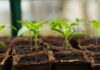 Jak zrobić sadzonki orzecha? Jak zrobić sadzonki orzecha?