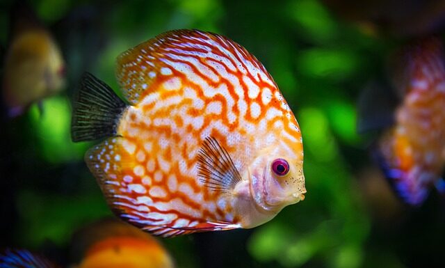 Jakie akwarium wybrać na początek?