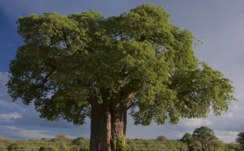 Czy baobab to drzewo? Czy baobab to drzewo?