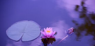 Jak zrobić własny staw?