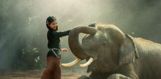 Jak Nel uratowała słonia?