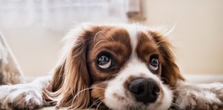 Jak przyzwyczaić psa do basenu?