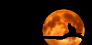 Co można dać kotu na urodziny?