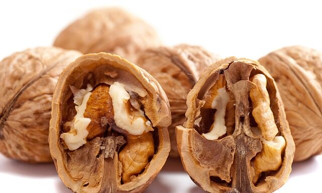 Jak wyhodować orzecha z orzecha?