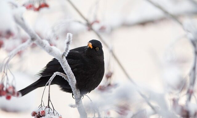 Jak zrobić jarzębinę w czekoladzie?