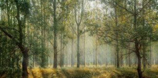 Czy na pustyni rosną drzewa?