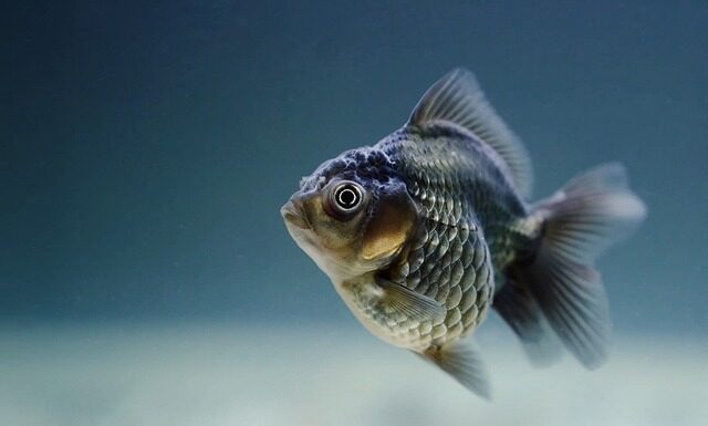 Od czego zdychają rybki w akwarium?