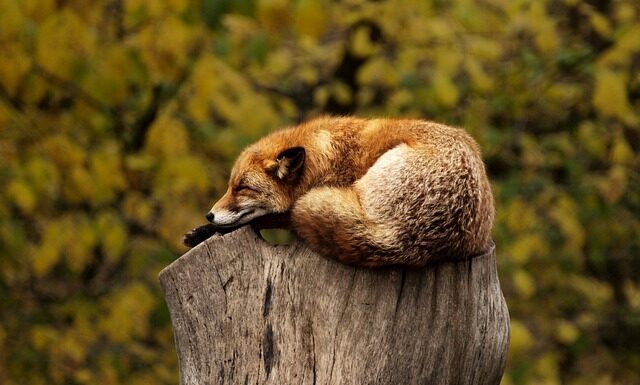 Jak zrobić czerwony karmel?