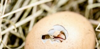 Do czego wykorzystać skorupki z orzechów?