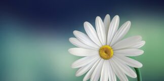 Gdzie kupic bialy barwnik spozywczy?