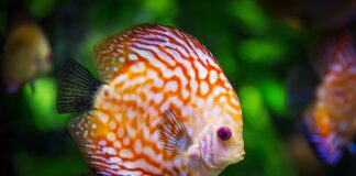 Co trzeba wiedzieć o akwarium?