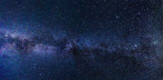 Jak pies widzi obraz w telewizorze?