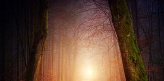 Czy można chodzić z psem bez smyczy?