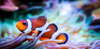 Gdzie jest Nemo niebieska rybka?