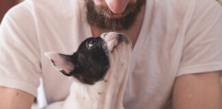 Ile kosztuje kaganiec?