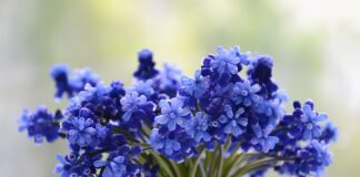 Jak zrobić winogron w czekoladzie?