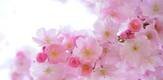 Czy potrzebne są rośliny w akwarium?