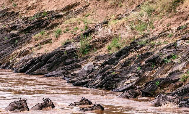 Czy w Kenii są baobaby?