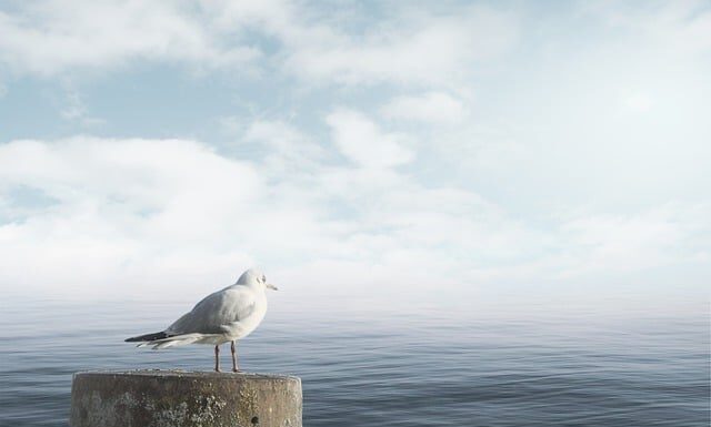 Jak uspokoić psa który się boi?