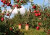 Czy suszone jabłka są zdrowe?