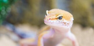 W jakich żelkach są robaki?