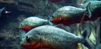 Czy piranie są jadalne?