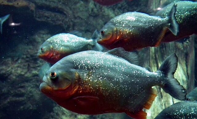 Czy piranie są jadalne?