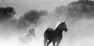 Czy można palić bazę?