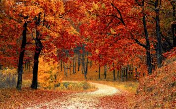 Jakie są naturalne barwniki?