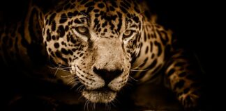 Ile kosztuje nowy Jaguar F-pace?