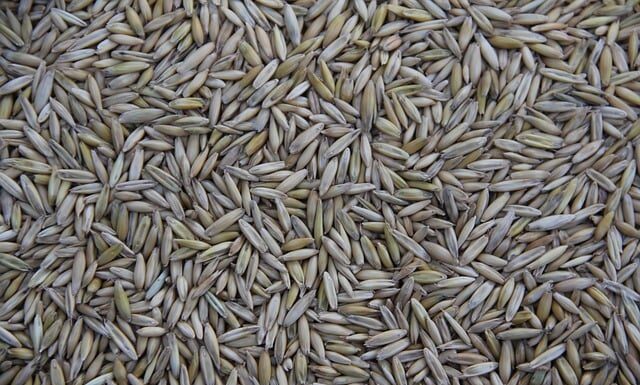 Kto produkuje Seata Leona?