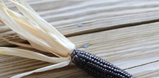 Ile jest selekcji na nicasilu?