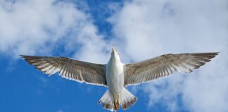 Co lepsze VW czy Hyundai?