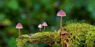 Czy można używać gąbki na myjni bezdotykowej?