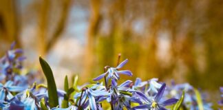 Jakie są hiszpańskie marki samochodów?