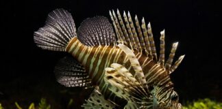 Ile kosztuje czołg Tygrys?