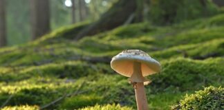 Ile trwa pożar samochodu elektrycznego?