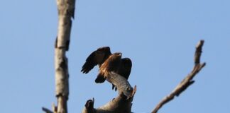 Jak długo ładuje się VW id4?