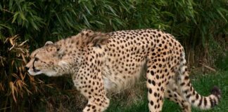 Jakie jest najszybsze BMW na świecie?