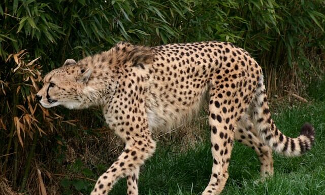 Jakie jest najszybsze BMW na świecie?
