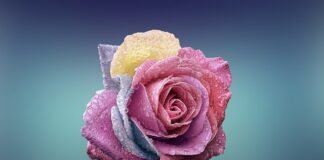 Co z fabryką Izery?