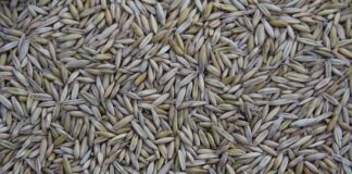 Kto produkuje Suzuki SX4?